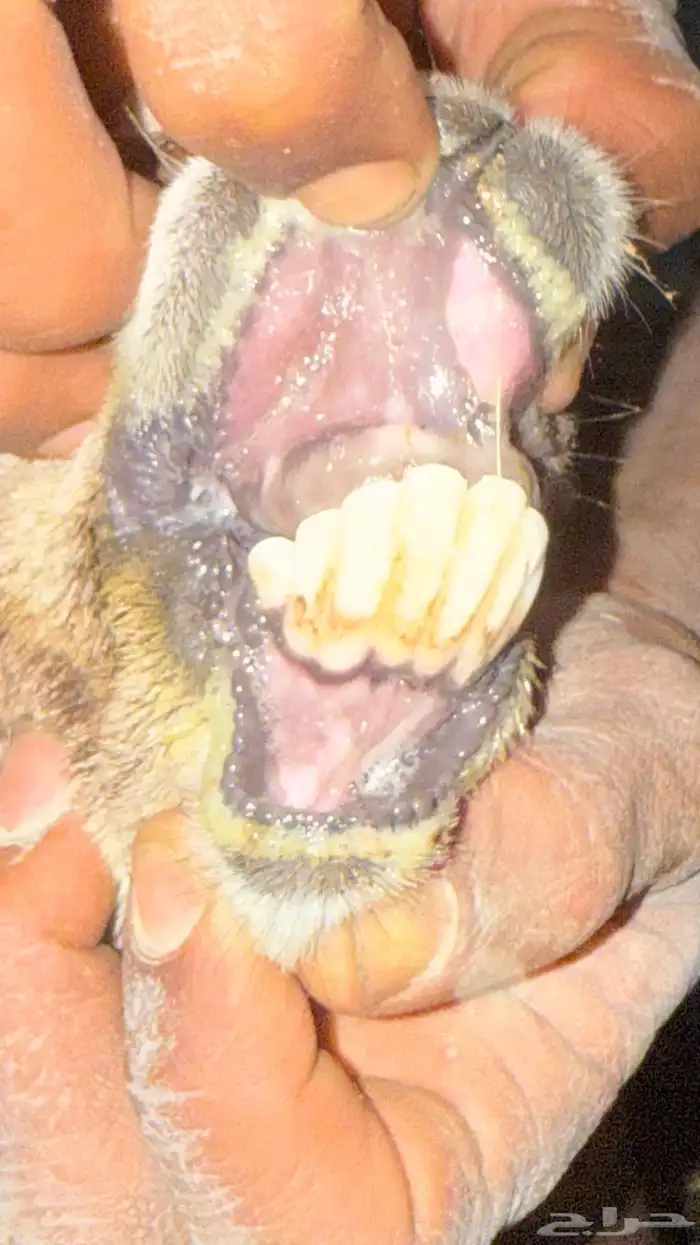 ضان للبيع على السوم 5