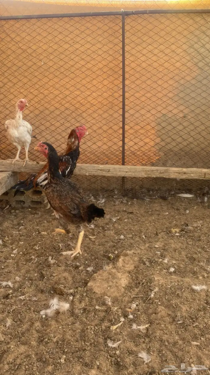 فارسي طقمين 5