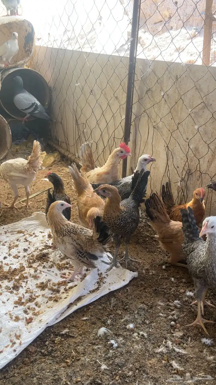 جمد بلدي كفو نضيف عمر 3 اشهر وزياده 1