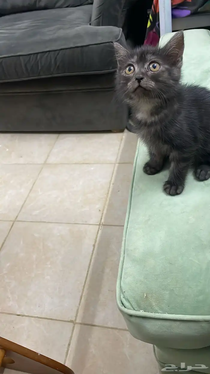 قطط للتبني 3