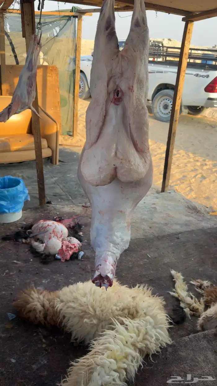 يتوفر لدينا ذبايح كفو وجميع لانواع ولا لأحجام 2