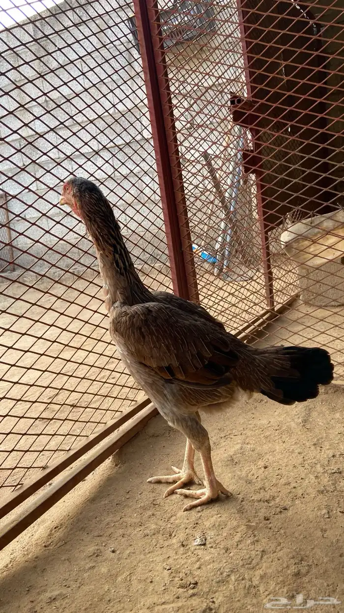 دجاجه شامو الماني 2