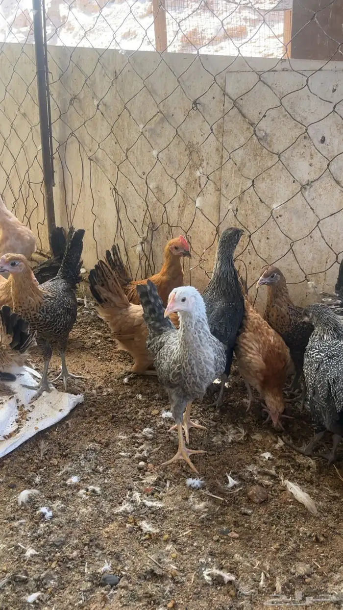 جمد بلدي كفو نضيف عمر 3 اشهر وزياده 2