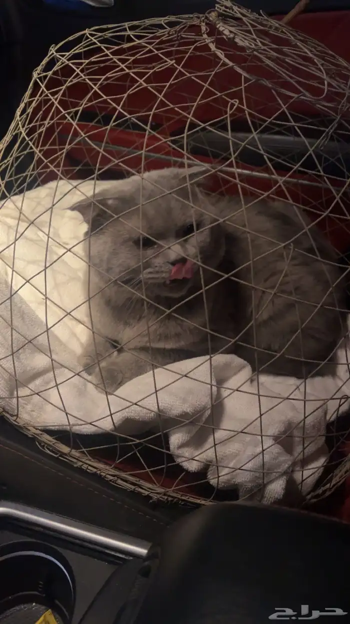 سكوتش للبيع 1