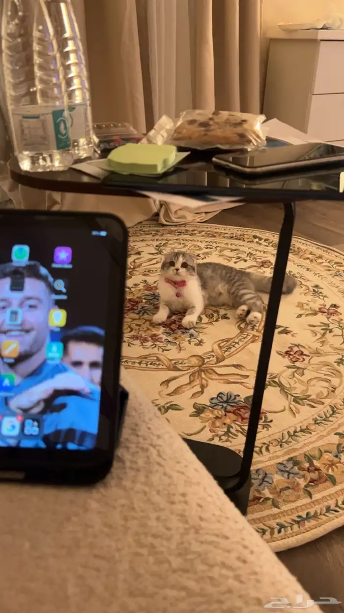 قطه القطه نوعها سكوتش فولد بيور نضيفه معاها كرت تطعيمات 0