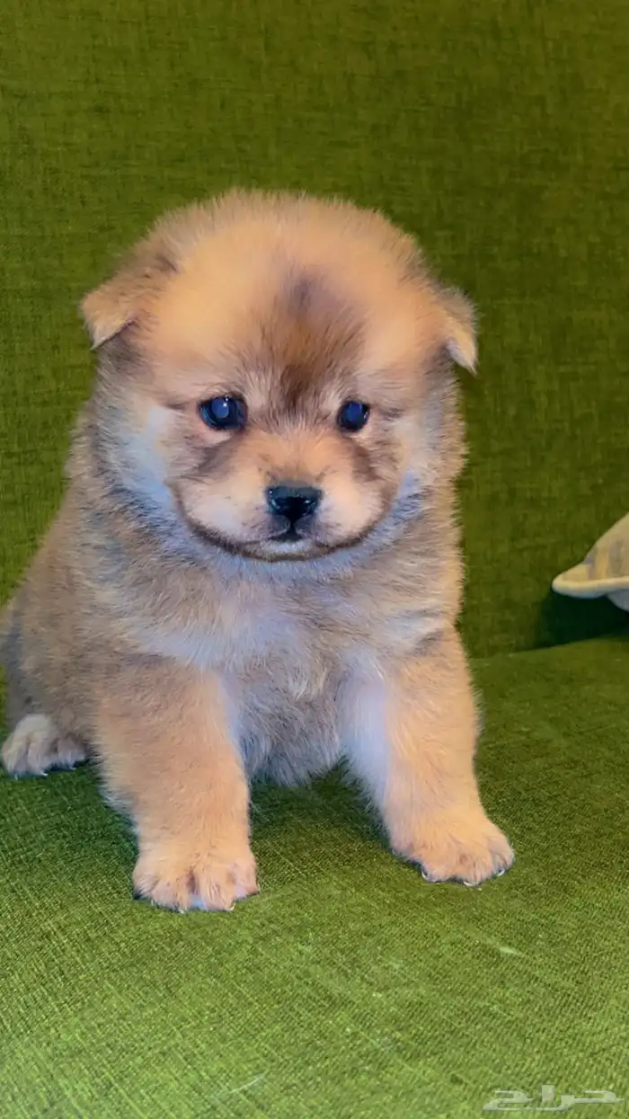 جراء تشاو تشاو جاهز للتسليم 16