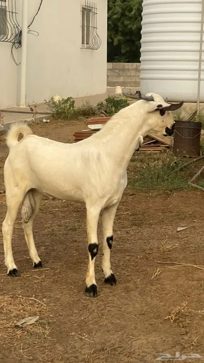 مشروع فحل بيشي فاخر 2