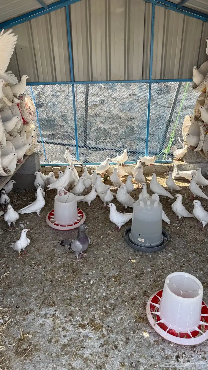 حمام فرنسي سوبر جامبو 6