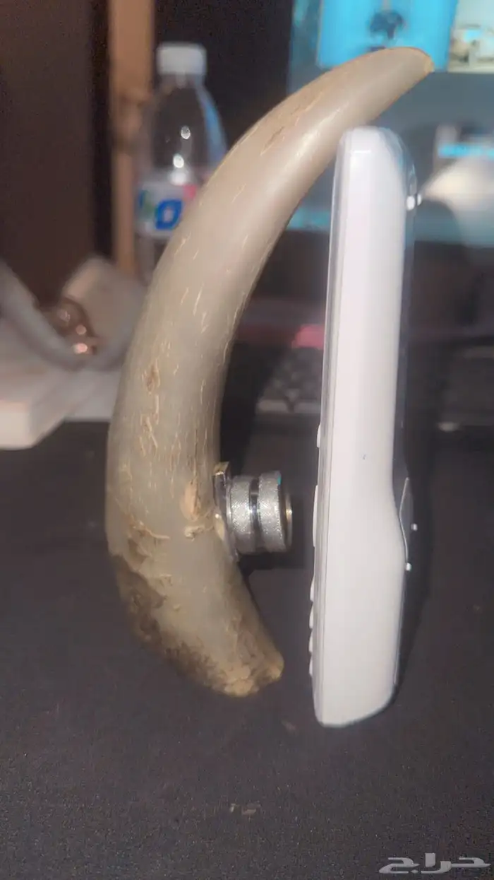 للبيع قرن حيوان ضخم او عاج وحيد القرن 2