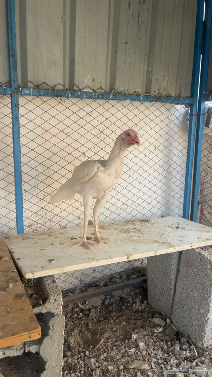 دجاج بكستاني سندي 3