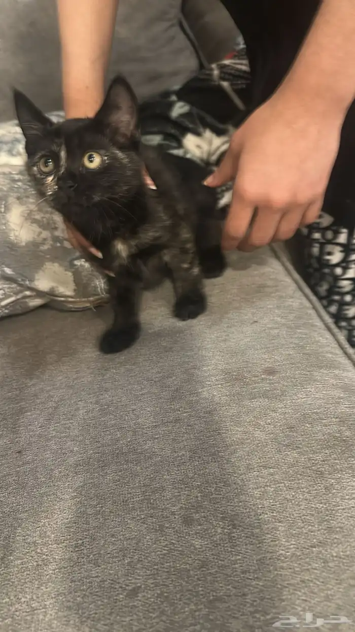 قطط لتبني ام و بنت 1