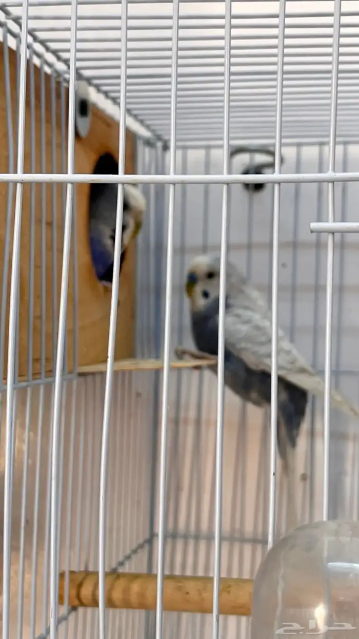 اجواز بادجي منتجه 10