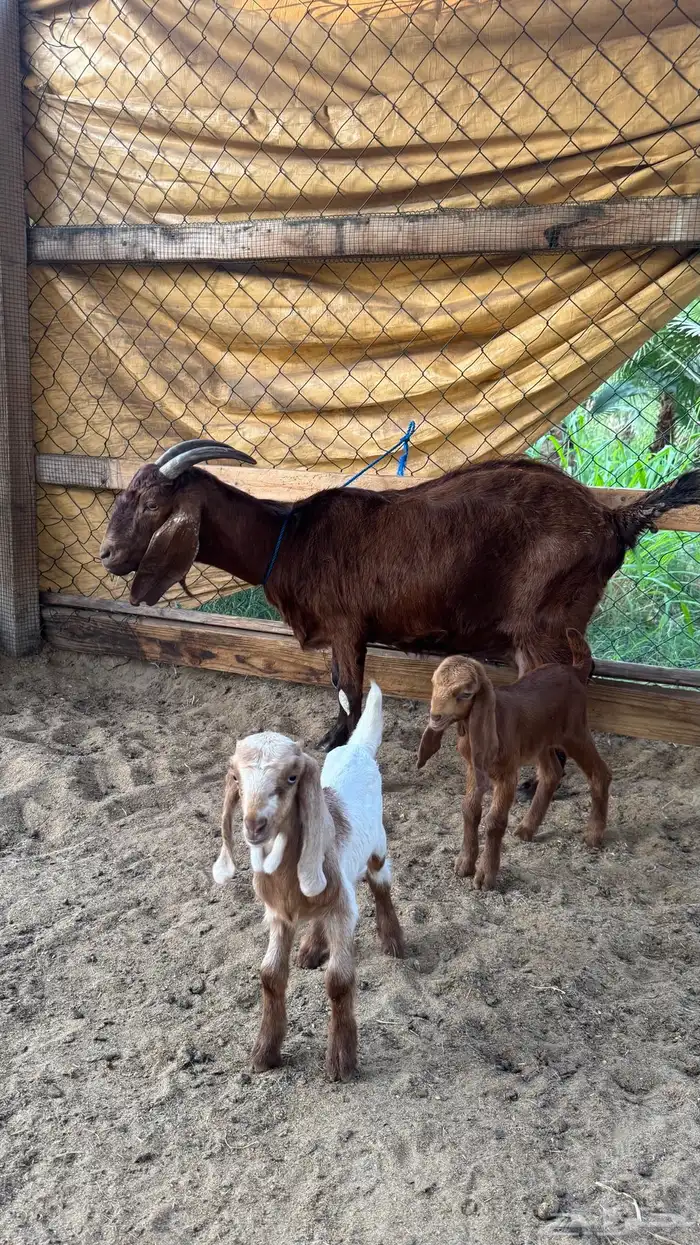 عنز كلهاري هجين بورقوت تحتها جفرتين 3