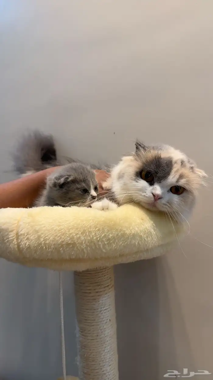 قطط سكوتش فولد 1