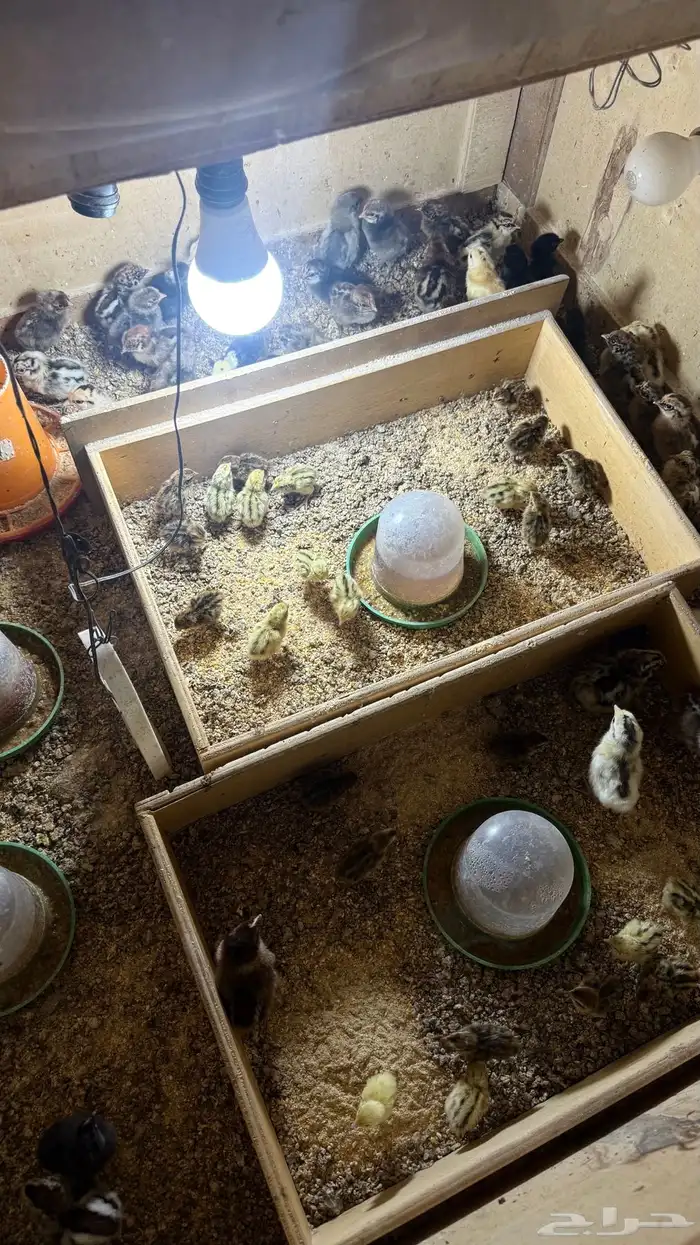 صيصان بلدي وسمان 0