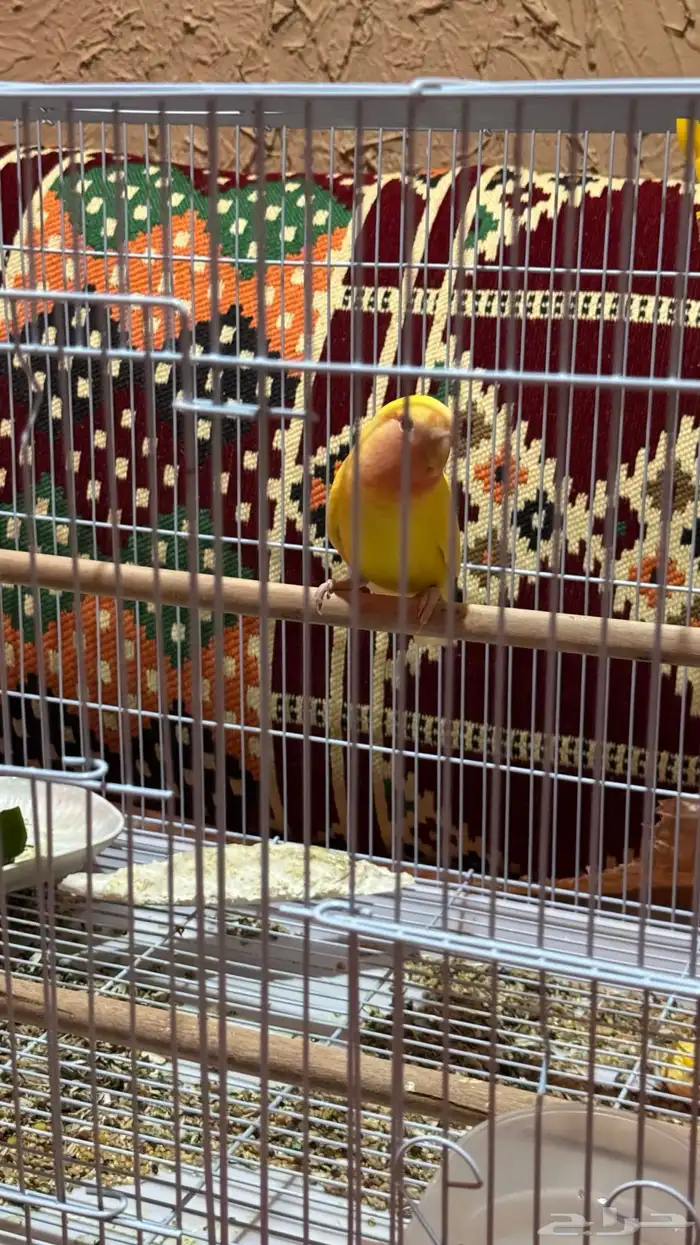 ببغاء روز انتاج عندي للبيع 2