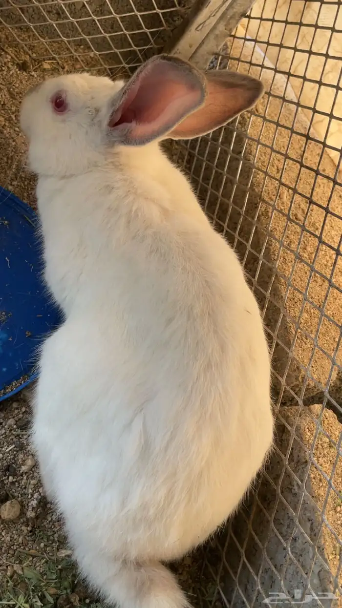 ارنب أبيض فرنسي ذكر 3