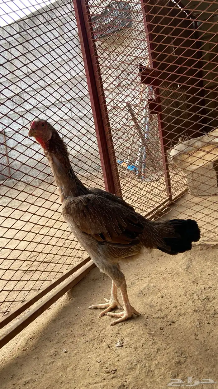 دجاجه شامو الماني 1