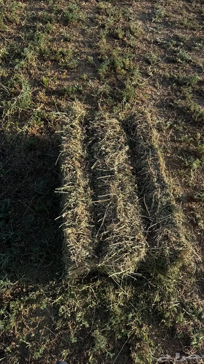 برسيم صافي للبيع 4