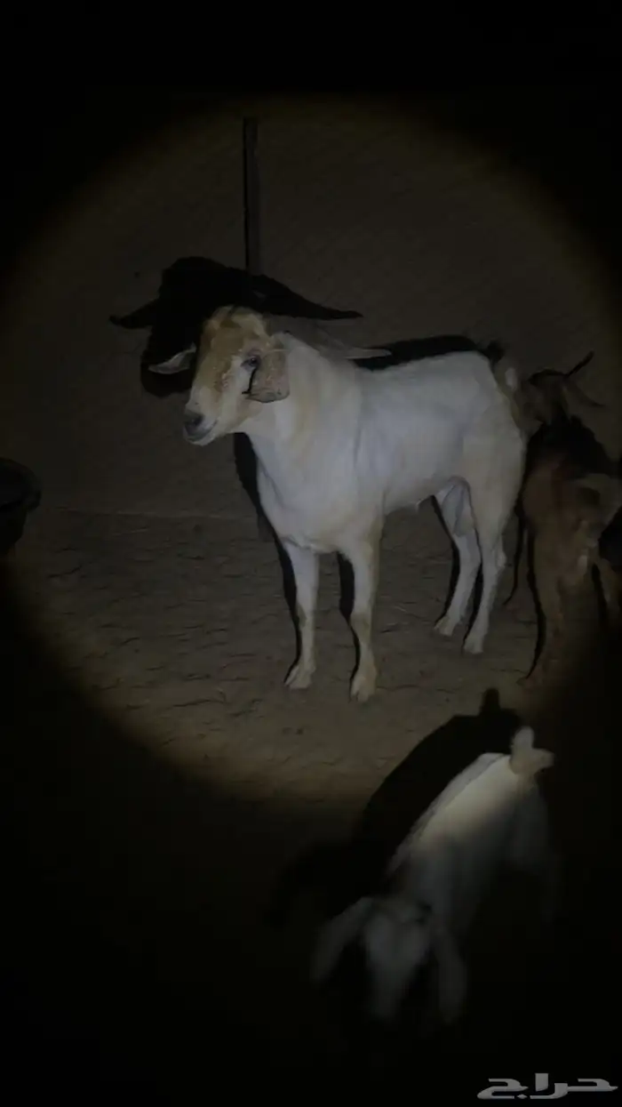 تيس بيشي فحل صنف 5