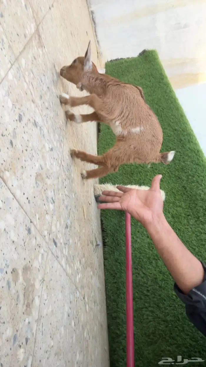 ماعز قزم انثى 0