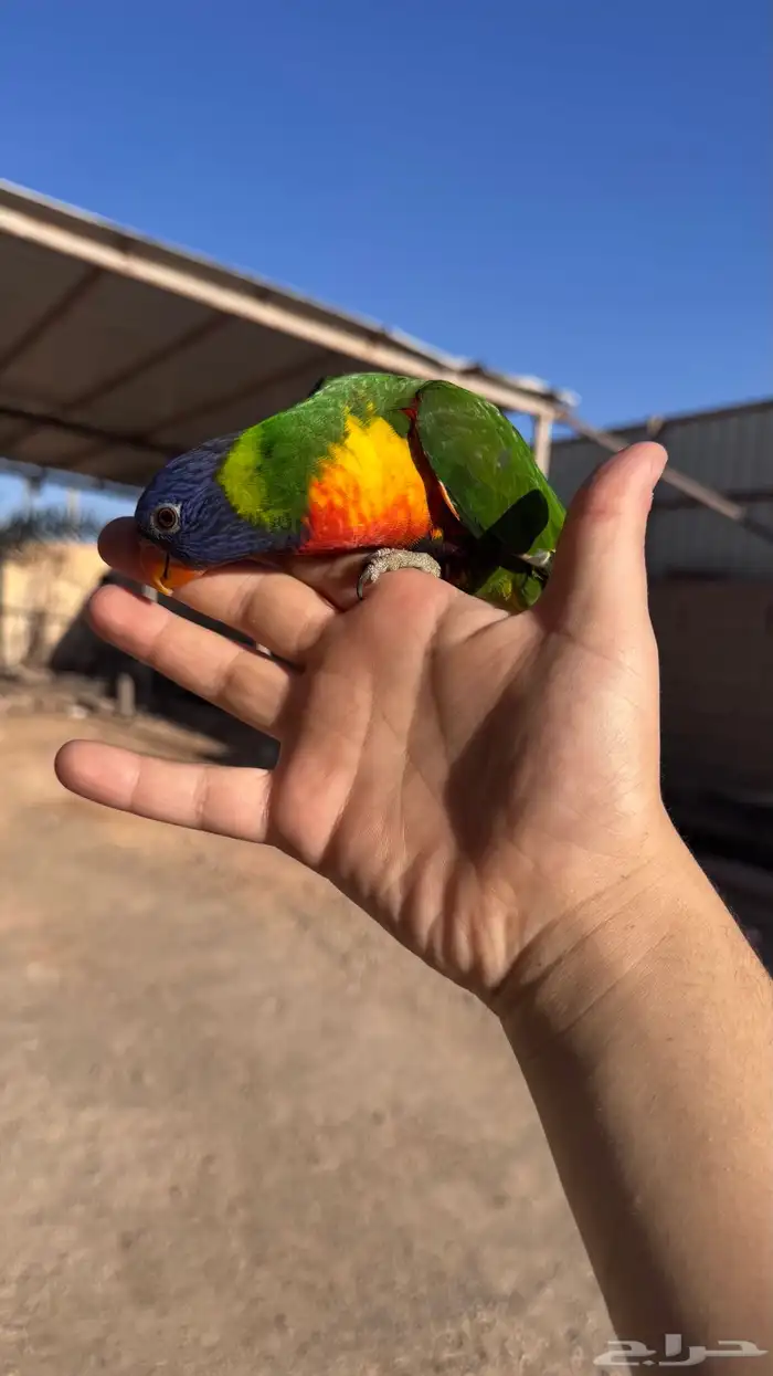 لوري راينبو اليف و هدد و متلكم 3