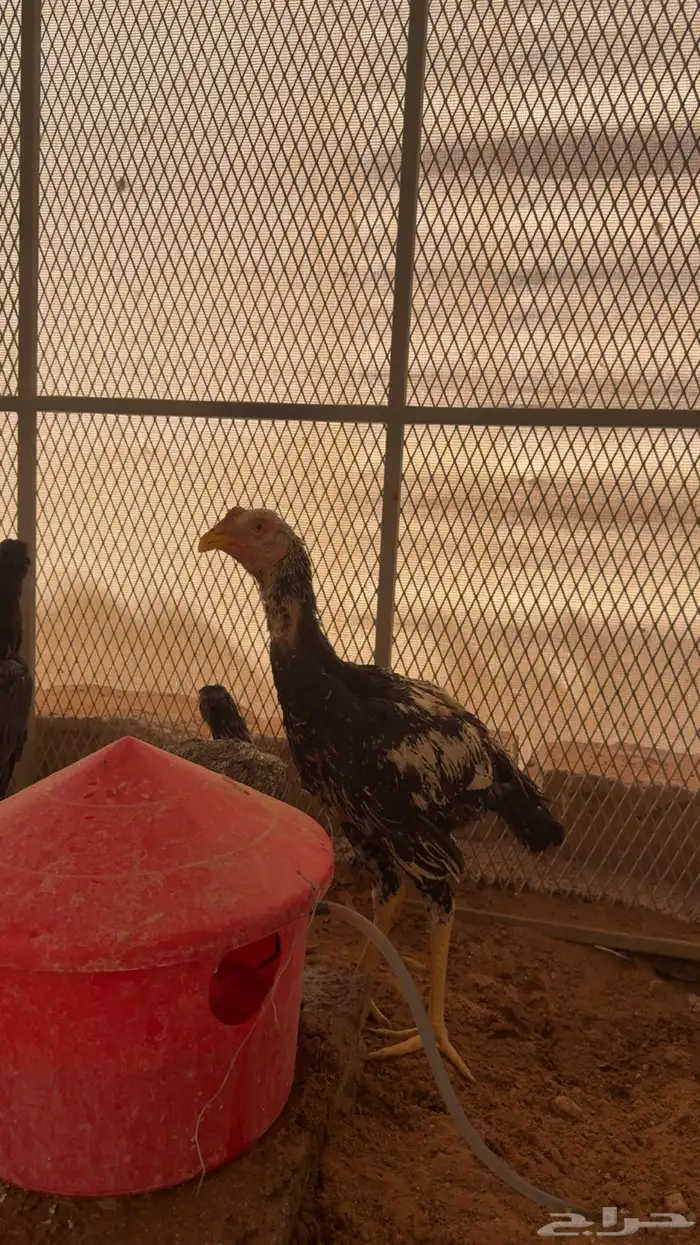للبيع دجاج باكستاني (بشاير) 1