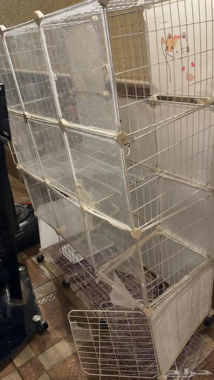 لتزاوج بسعر200 قط برتش مسجل يوجد قطط من الانتاج للبيع 5