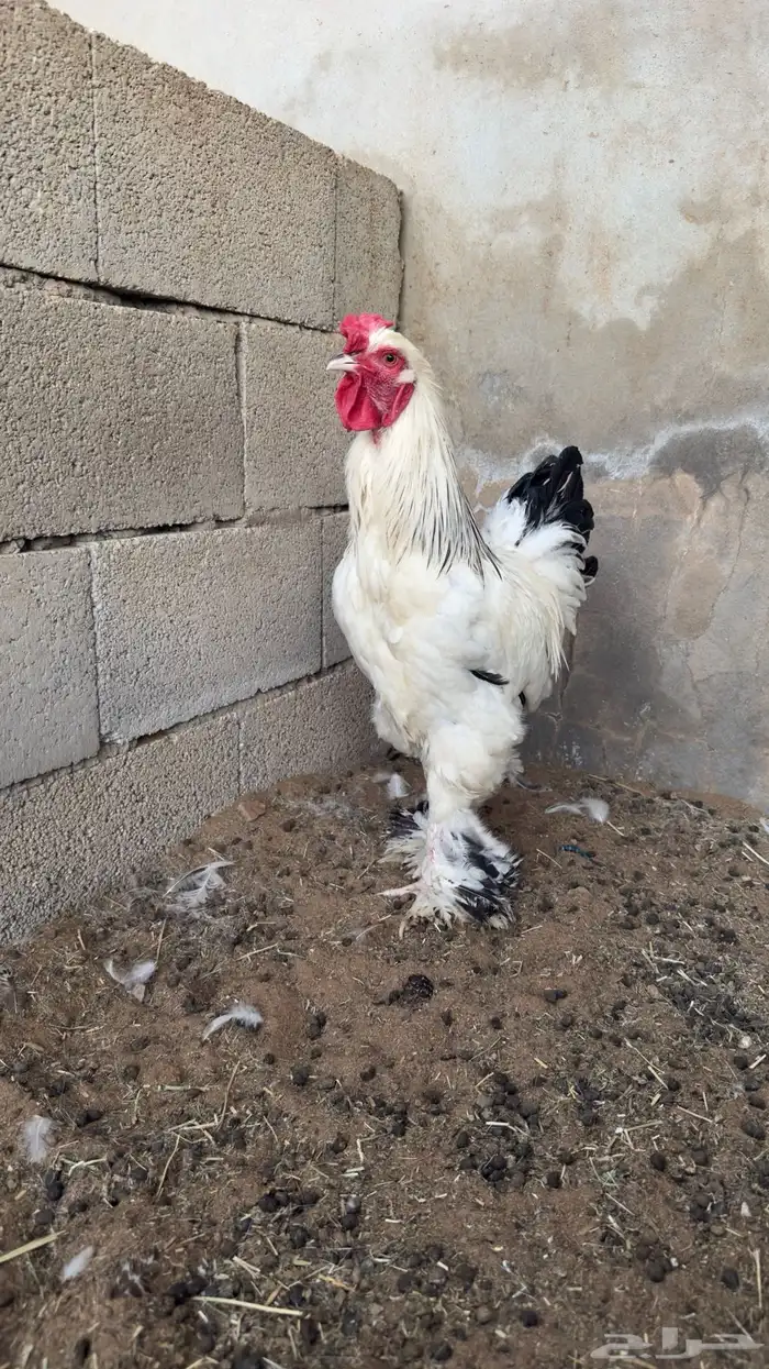 ديك براهما 3