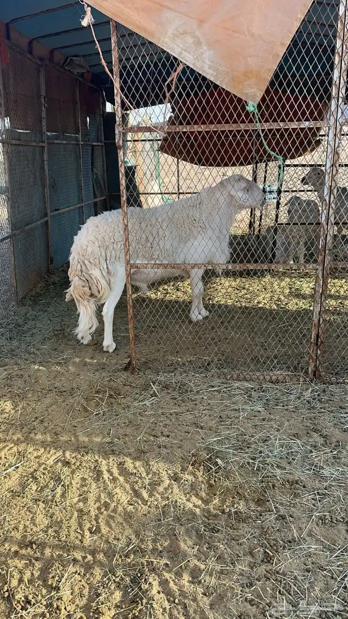 طلي فحل حري صنف الصنف وطيب جدا ومنتج 0