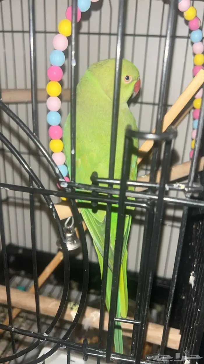 للبيع 2 دره اليفات 5