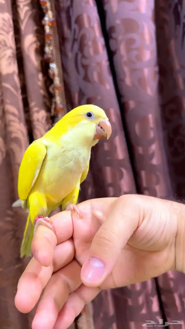 كويكر تفاحي اليف هدد انتاج محلي 1