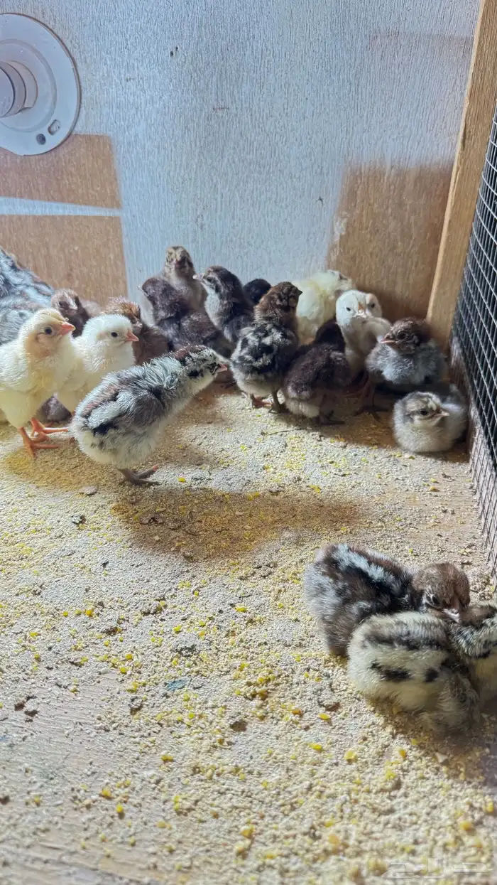 صيصان بلدي وسمان 1