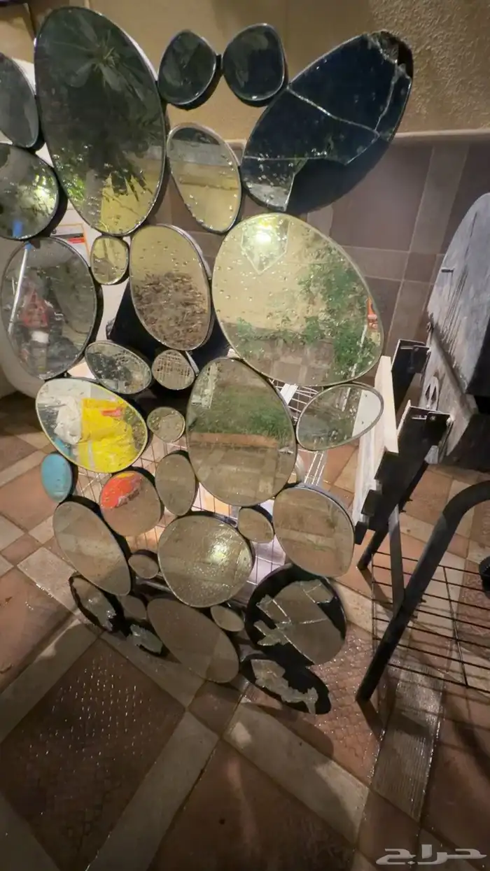 لتزاوج بسعر200 قط برتش مسجل يوجد قطط من الانتاج للبيع 3