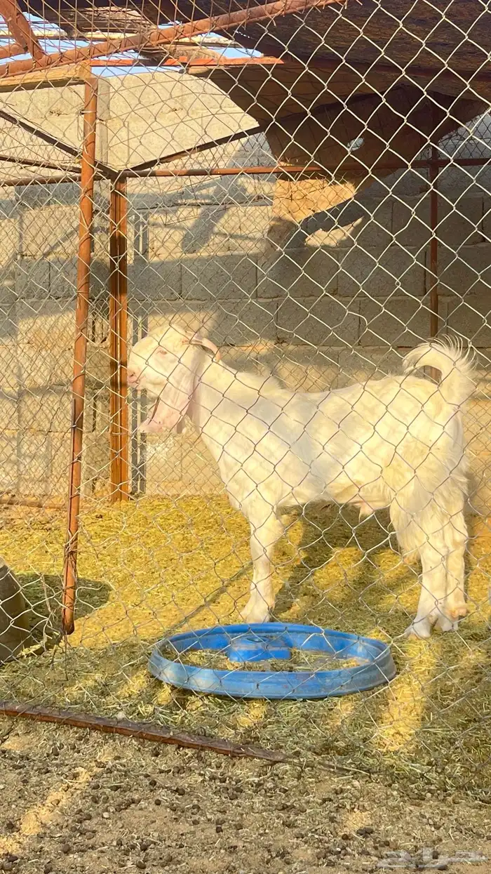 معزا مشاريك مراح وجفار 2