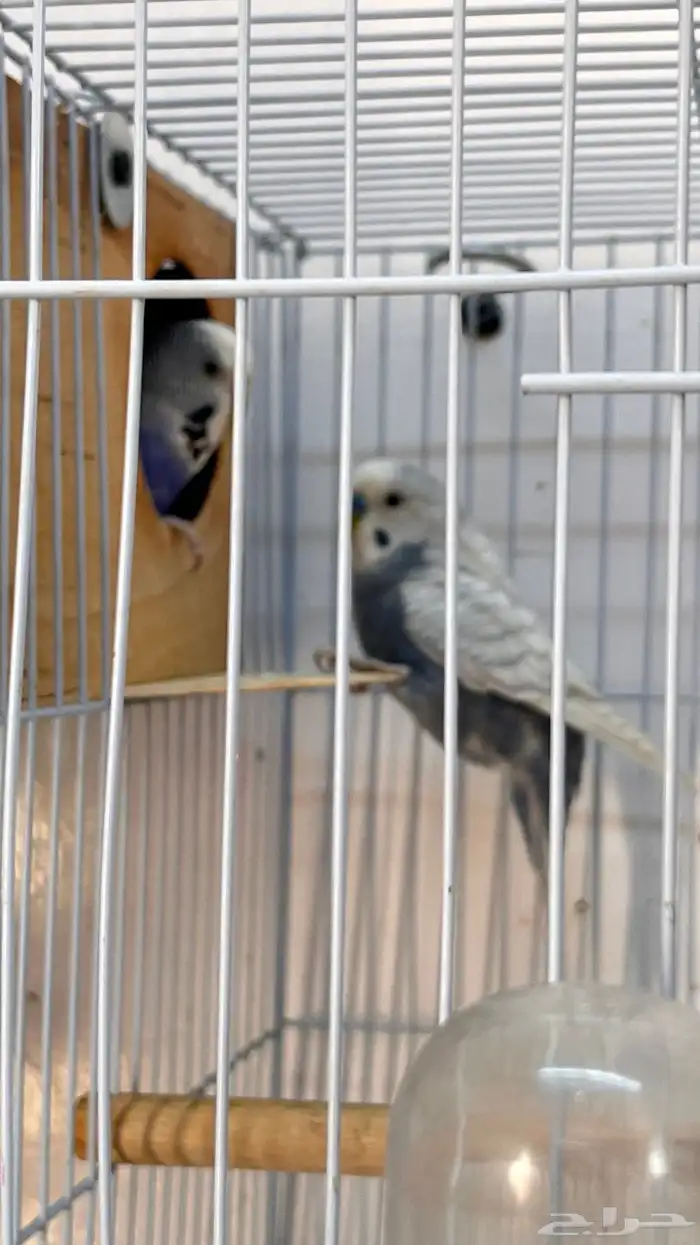 اجواز بادجي منتجه 7