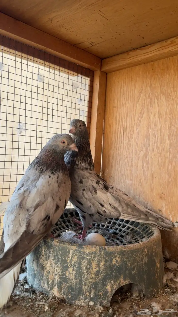 حمام قطيفي 2