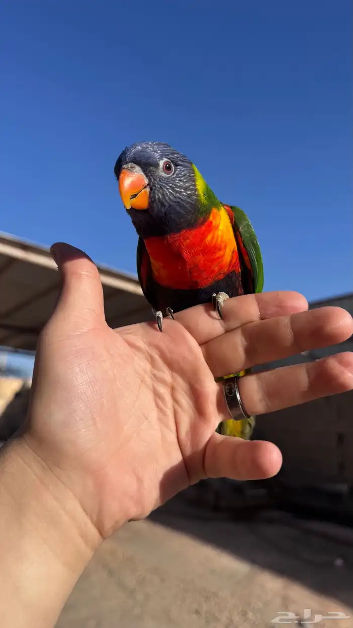 لوري راينبو اليف و هدد و متلكم 2