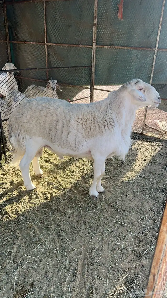 طلي فحل حري صنف الصنف وطيب جدا ومنتج 1