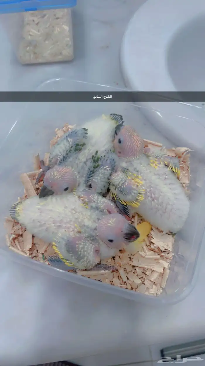 فروخ صن كنيور صبغه قويه 3