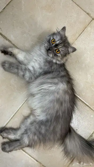 قطط للتبني index