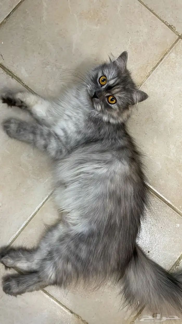 قطط للتبني 4