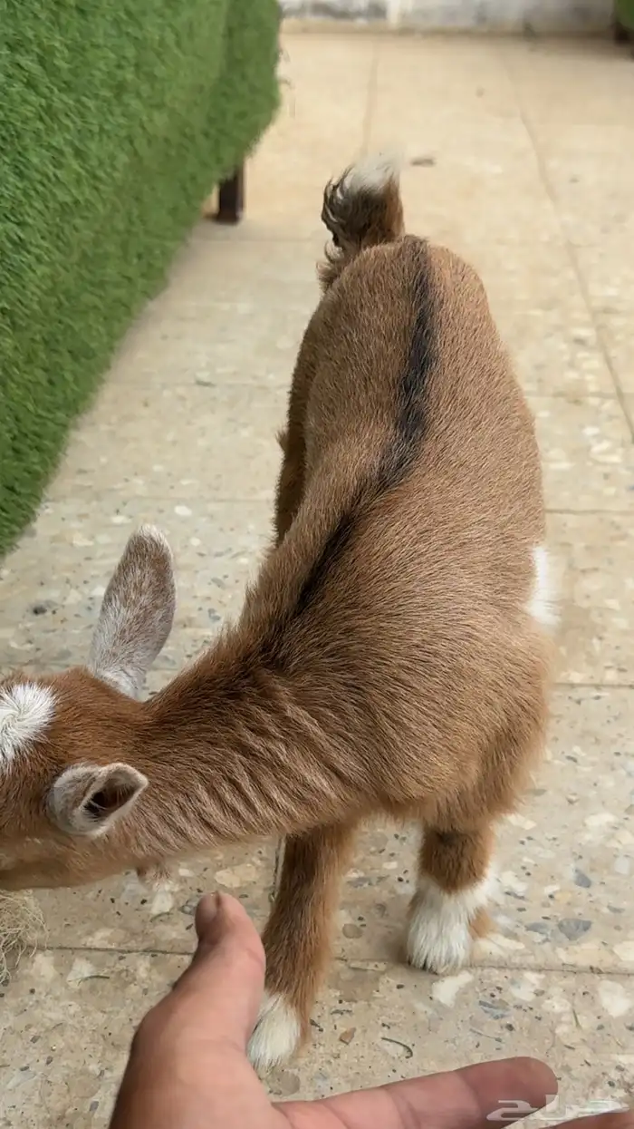 ماعز قزم انثى 1