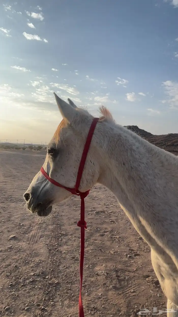 فرس للبيع بارده جدا  حقت مبتدئين ل التفاصيل الخاص 0