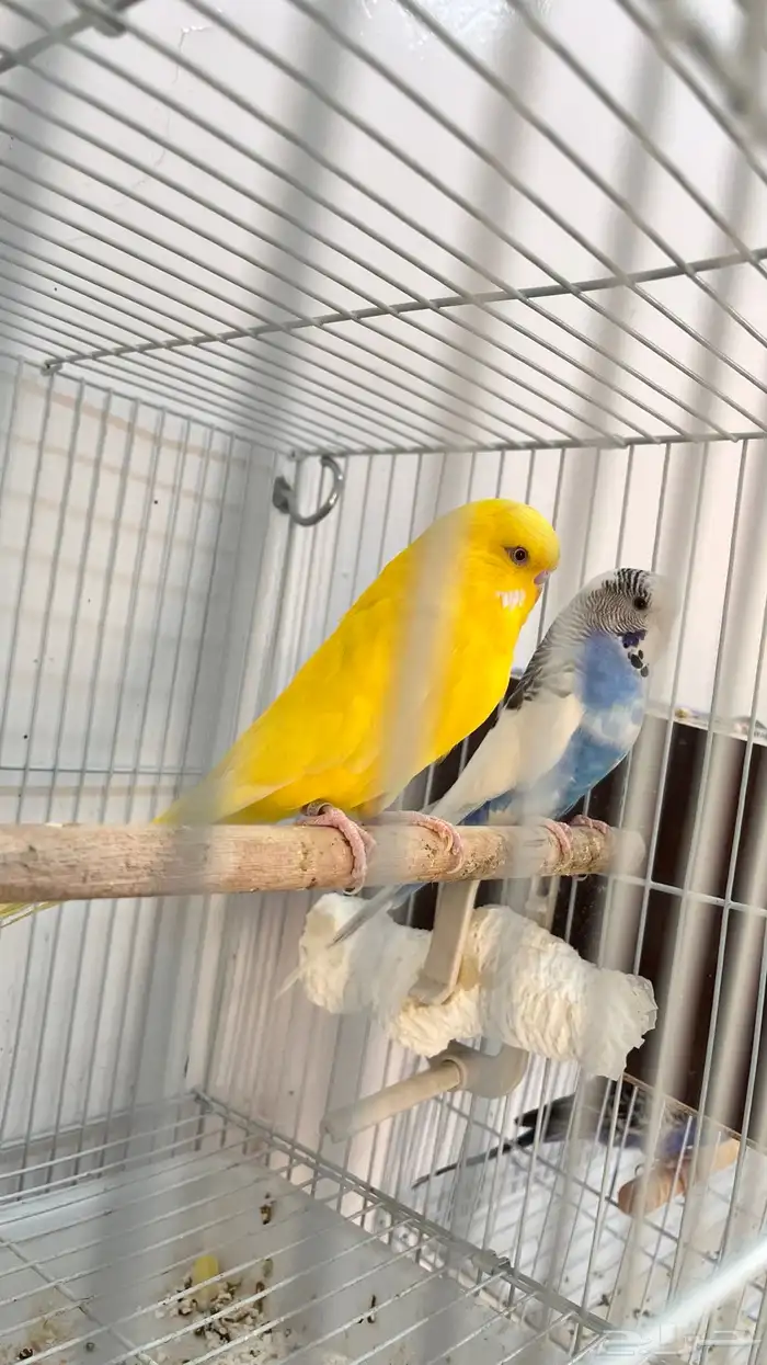 اجواز بادجي منتجه 6