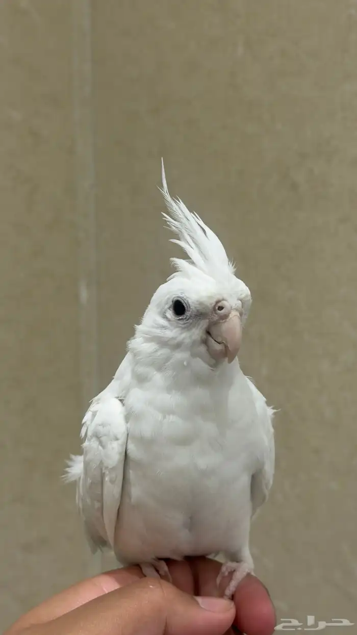 كروان البينو 1