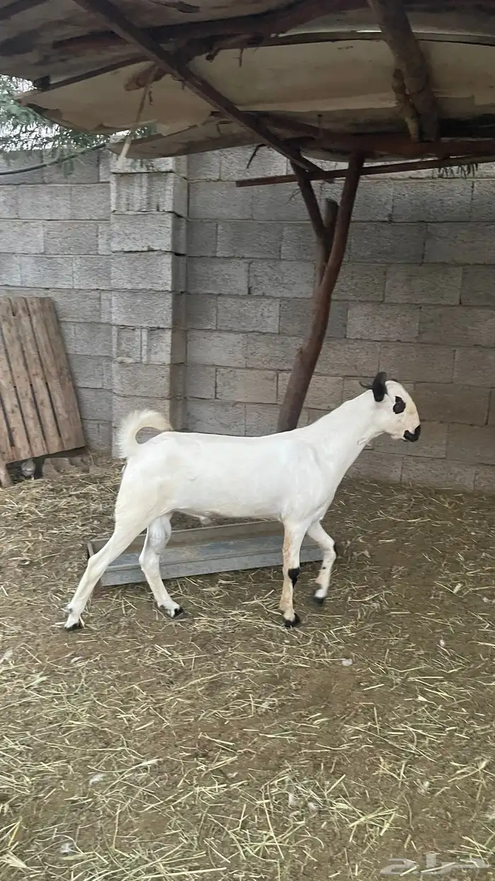 مشروع فحل بيشي فاخر 4