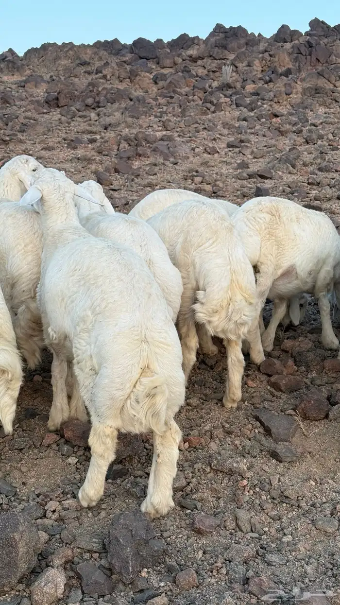 خرفان للبيع 0