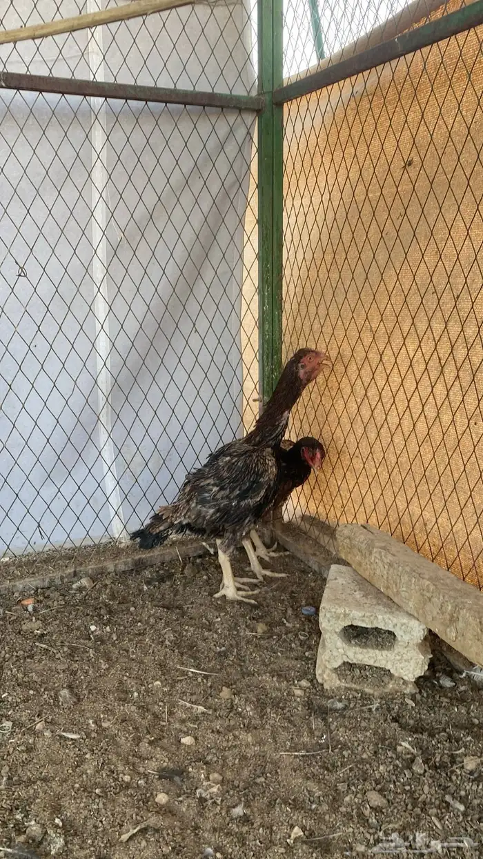 فارسي طقمين 0