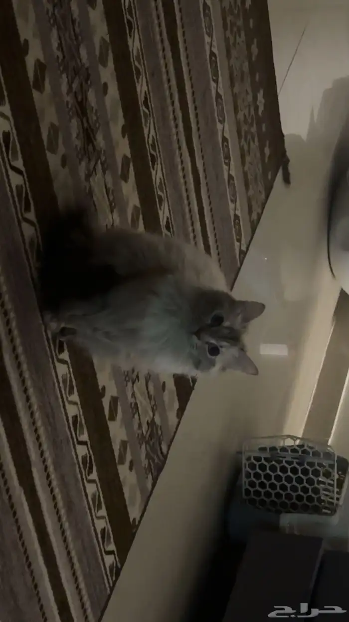 قطه شيرازيه للتبني  معقمة  وماخذة جميع لقاحاتها 1